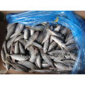 Frozen Horse Mackerel Fish